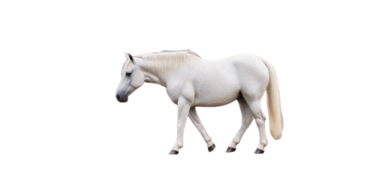 An only white in shape horse Grazing head up removebg preview cleanup removebg p source image